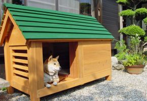 柴犬が快適に過ごせる犬小屋を製作しました